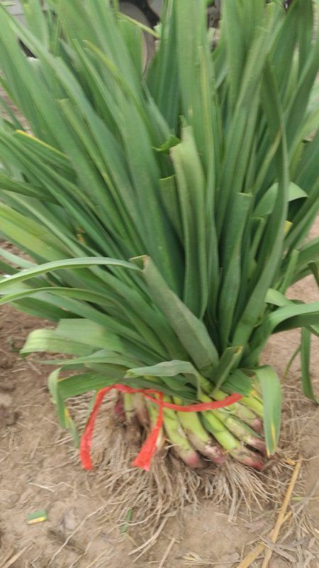 丰县红根蒜苗 40 - 45cm 