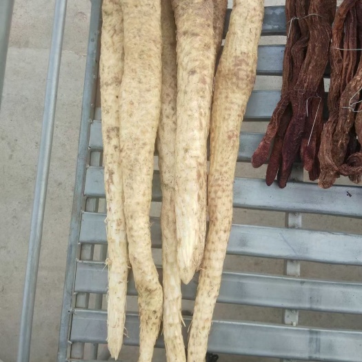 金塔县 沙漠人参肉苁蓉，锁阳