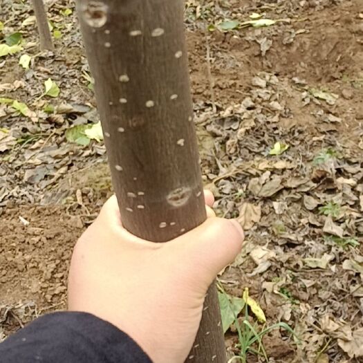 周口河南楸 淮陈楸树基地直销5公分楸树苗