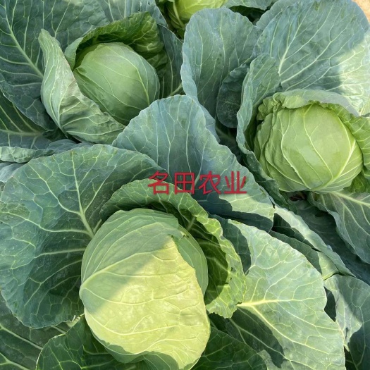 甘蓝种子，绿甘蓝种子，包裹的比较紧！高产，果形好