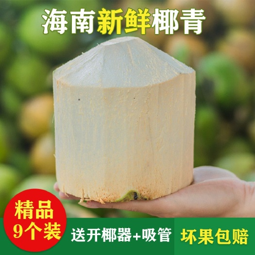 海南文昌椰子椰青一件代发包邮当季水果 现摘现发 产地直销