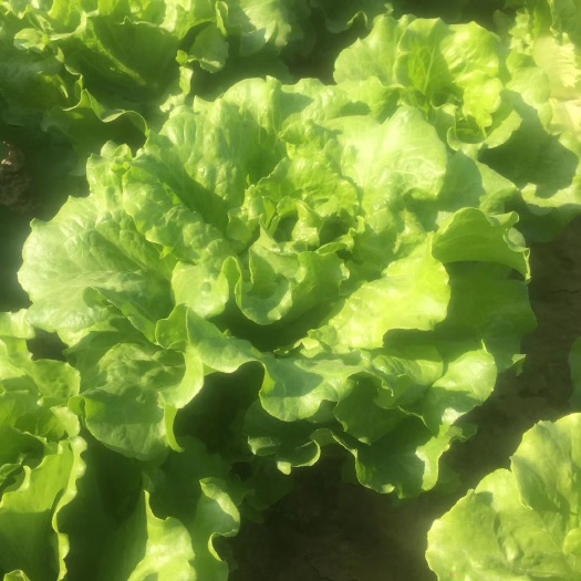 昆明耐热生菜种子，意大利四季生菜，耐抽苔，产量高，长势漂亮！