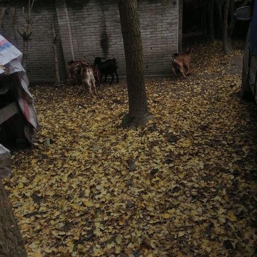 崇州市出售自家放养山羊，肉质肥美细嫩欢迎来电详谈