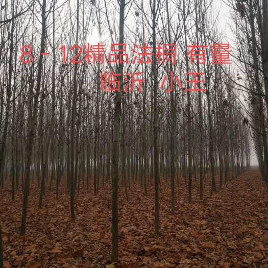 郯城县 8－－12精品速生法桐。