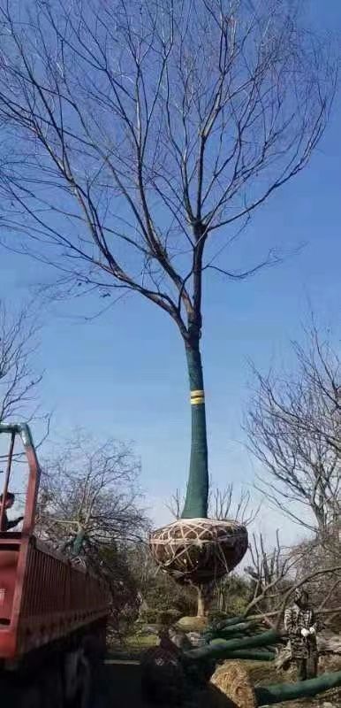 句容市小叶朴 