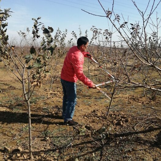 凤阳县梨树苗 农家果园果树