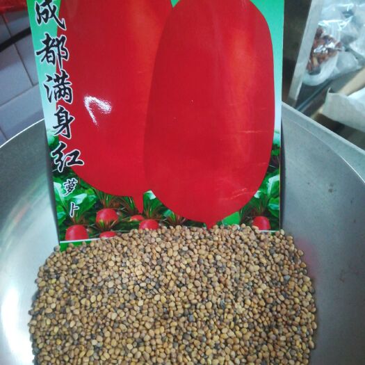 怀化萝卜种子  满身红罗卜种子，苗用罗卜苗