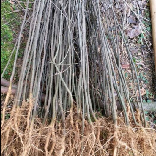 昆明厚朴树 地径1公分袋苗朴树