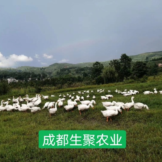 大邑县朗德鹅 成都生聚农业公司：免费教授养殖技术，全程跟踪服务。包回收！
