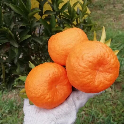 奉节重庆奉节椪柑 自家种植 天然无公害