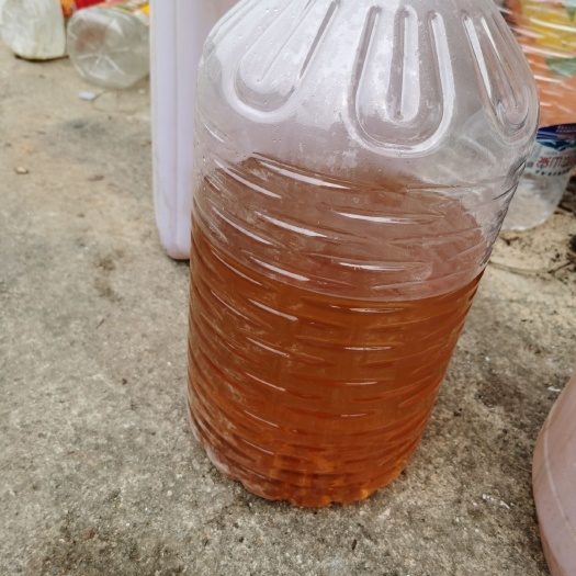 百色 野生山茶油
