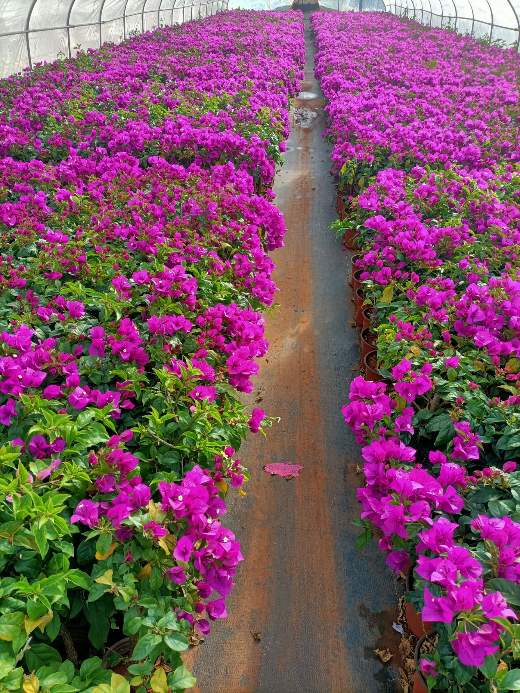 紫花三角梅  云南三角梅生产基地