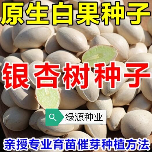 安国市银杏树种子  银杏种子 2024年纯新采收 银杏树白果籽 提