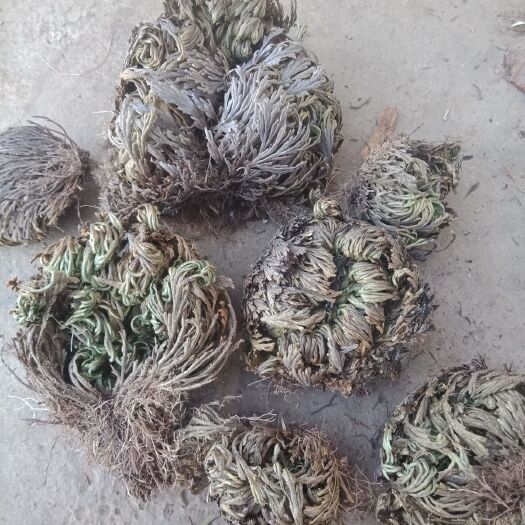 木里县卷柏 九死还魂草