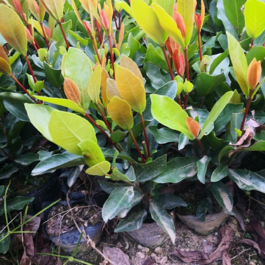 揭阳龙船花