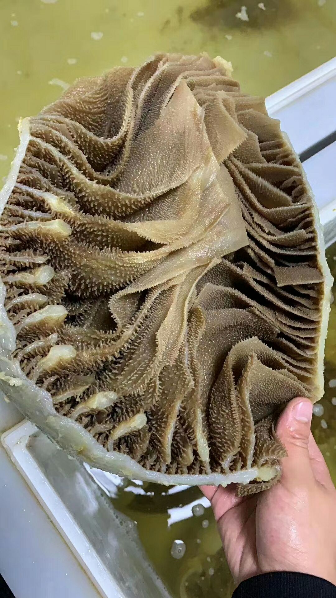 毛肚 