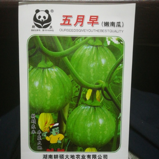 南瓜种子  五月早小南瓜