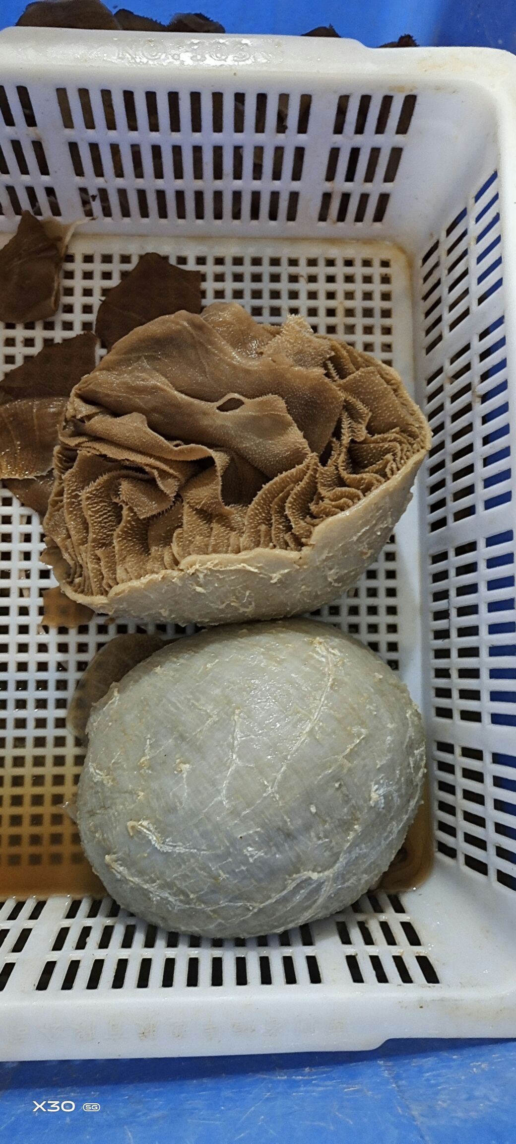 毛肚 