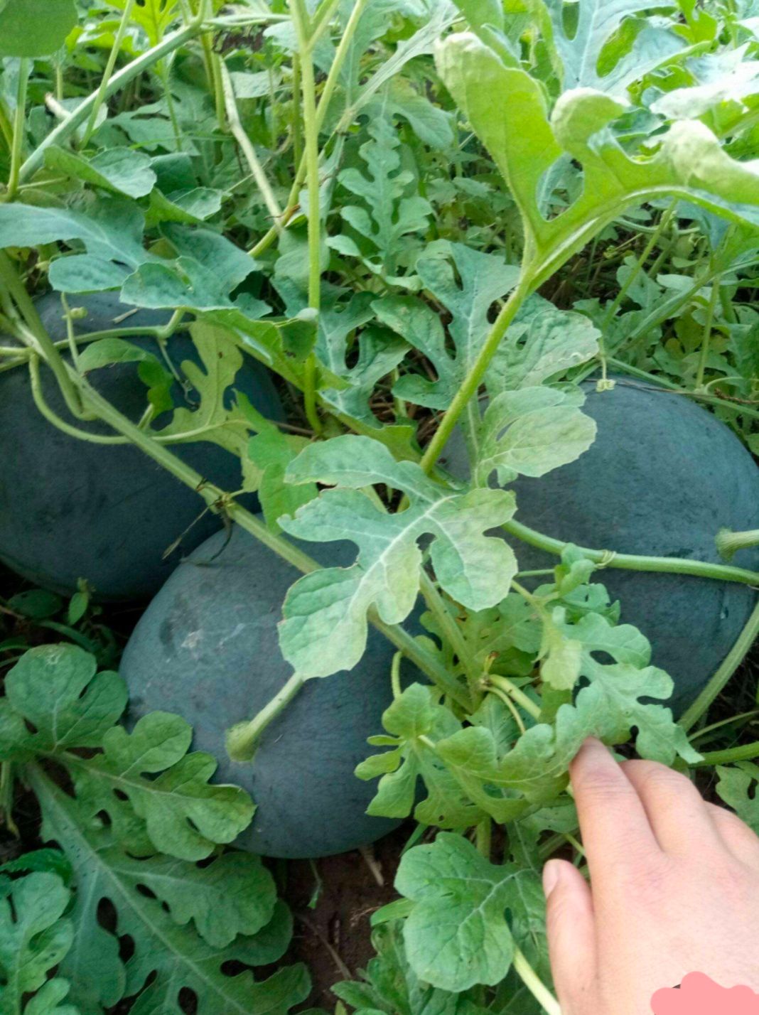 无籽西瓜种子 黑ba状元 ，黑皮 蜡粉厚 果型大