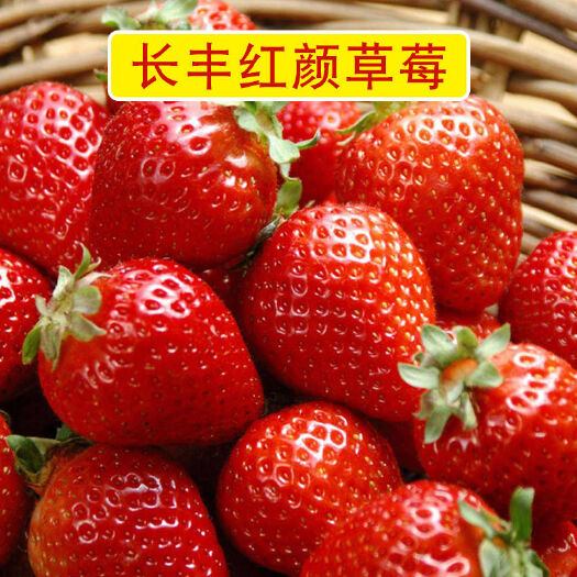 长丰县九九草莓 长丰九九红颜草莓，果农直销