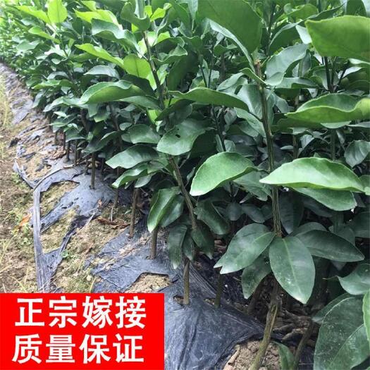 灵山县泰国青柚苗  红宝石青柚苗泰国青皮柚嫁接苗红心柚子果树苗带叶包邮