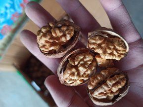  185温宿核桃，懂得人懂啊