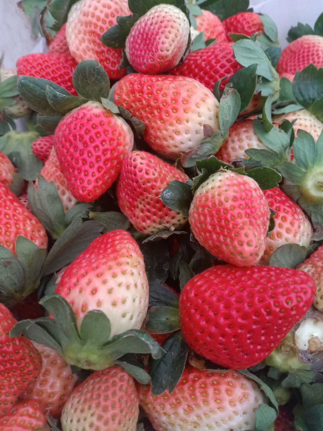 德昌草莓  新鲜露天草莓🍓来自大凉山，德昌县