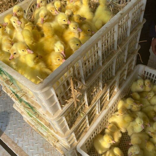 泌阳县皖杂鹅苗 