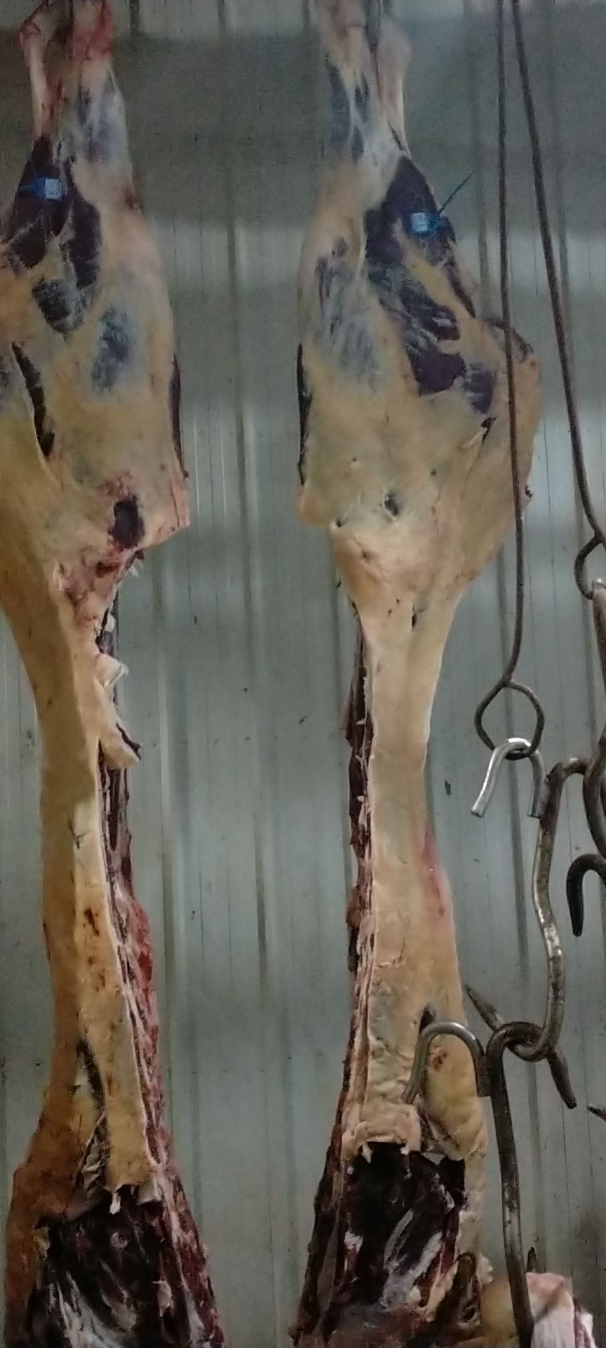 宁夏回族自治区，自养直销精品黄牛牛腱子肉，纯干新鲜无注水