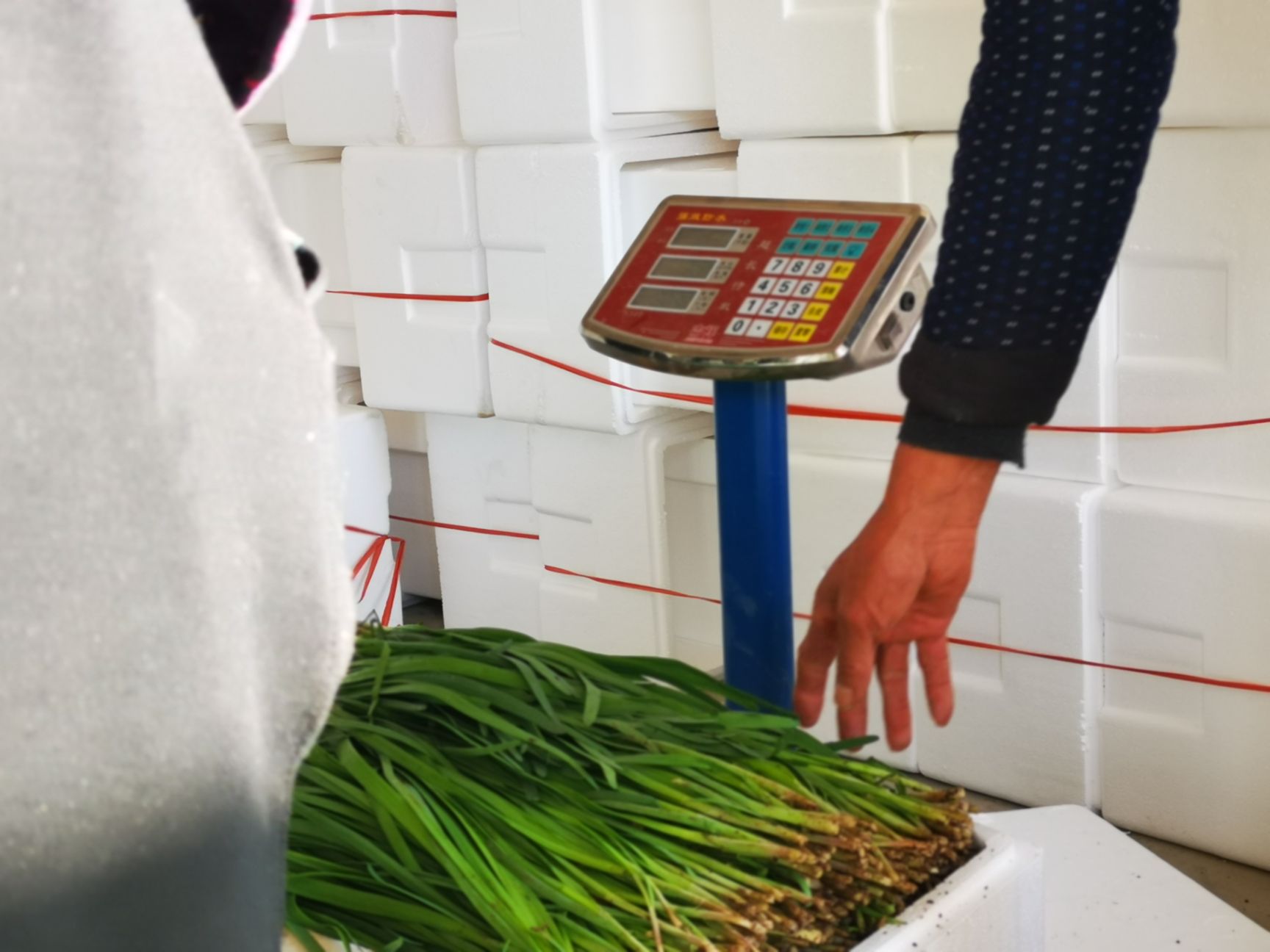 无公害放心韭菜，分拣加工，精品供货，实实在在！