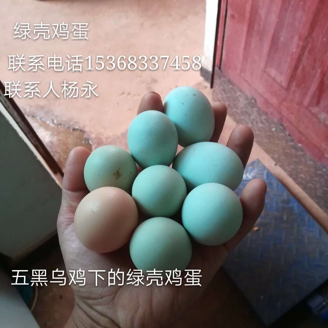 土鸡蛋  常年供应林下放养高品质绿壳鸡蛋，