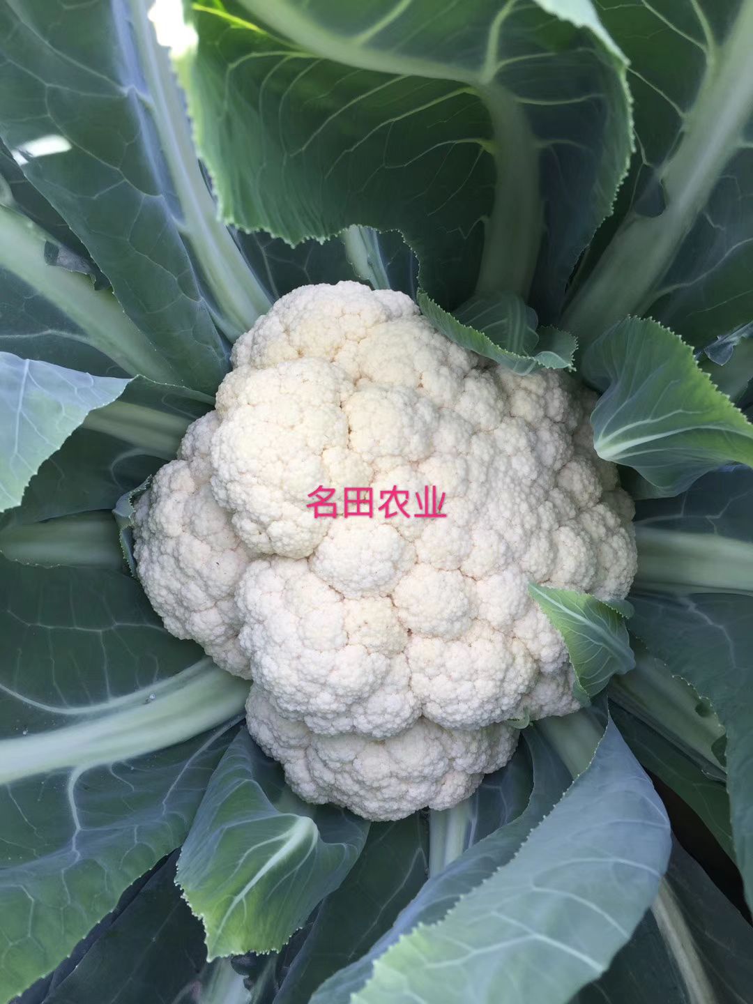 松花菜种子，松花菜种子，80左右天上市！米粒细，花球好看
