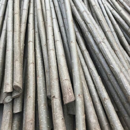 天津107杨树苗种条，107速生杨价格，107杨树苗1-3公分