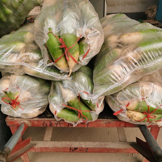 肥城市青萝卜  里外青菜萝卜，适合市场，加工厂，食堂，腌制萝卜