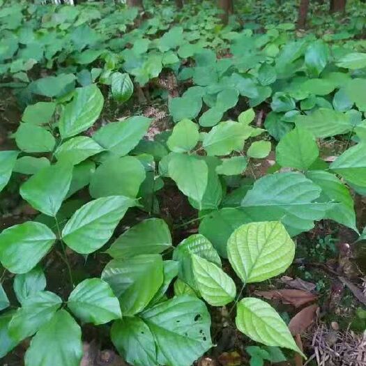 玉林大血藤种苗 广西纯正鸡血藤种苗