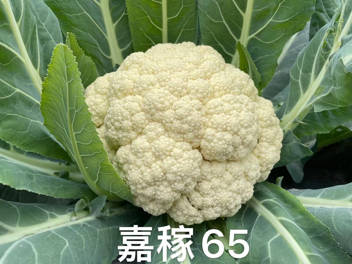 松花菜种子  嘉稼65：春秋两用，适播期宽，适宜范围广，春5