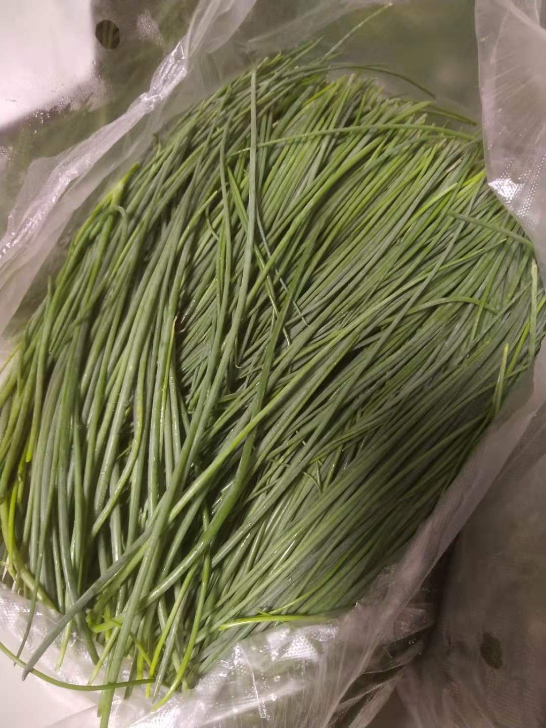 甘肃民勤沙漠沙葱种植沙葱天然沙漠沙葱蔬菜佳肴