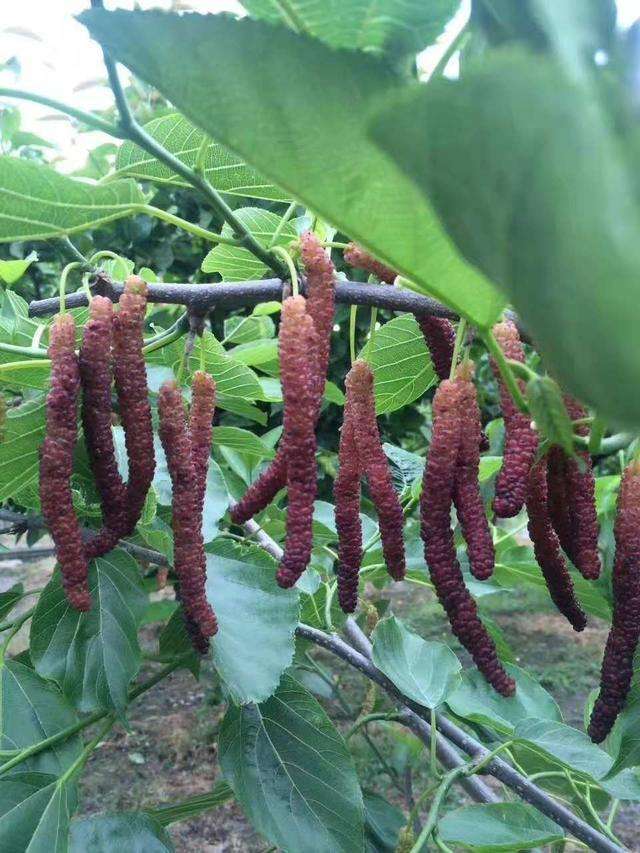 长果桑苗  两年嫁接苗裸根粘泥浆南方北方盆栽地栽庭院种植包邮