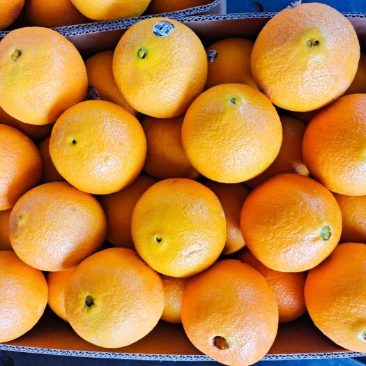 佛山澳洲天然甜橙，年终促销