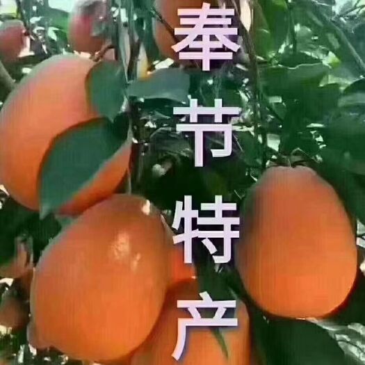 奉节 正宗重庆奉节脐橙不催熟不打蜡皮薄汁多现摘现发