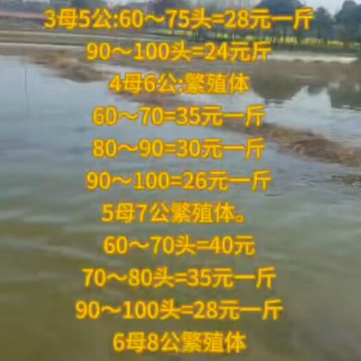 上海扣蟹苗 统货 