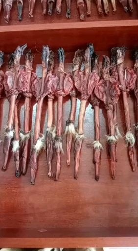 鹿鞭配种期鹿鞭带鞭纹原皮毛真品秋天鹿鞭一根包邮