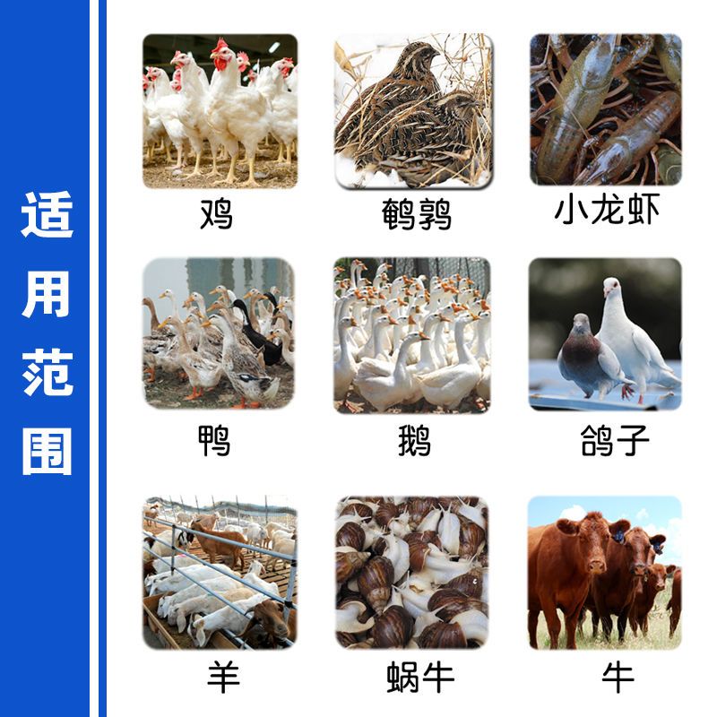畜禽专用饲料 高钙贝壳粉鸡鸭鹅鸽子鹌鹑鸟类猪羊补钙用天然吸收好