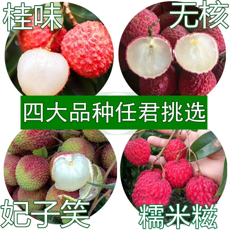 无核荔枝苗 荔枝树苗 南方 荔枝树嫁接苗四季 妃子笑 桂味 糯米糍 无核