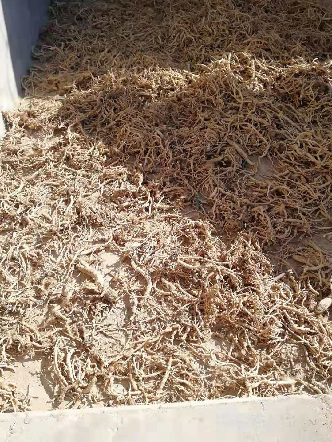 北板蓝根  有货60吨左右，还有20亩未挖