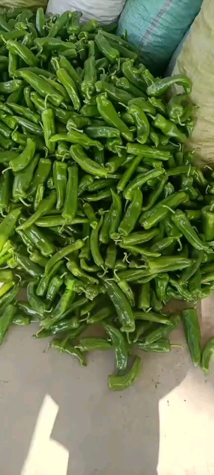 碭山縣薄皮椒  碭山各種青椒大量上市，質量好，價格低，貨源充足，歡迎來電