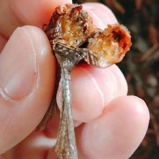 开原市健康绿色的东亚飞蝗营养价值高 利润空间大 主打的新菜品