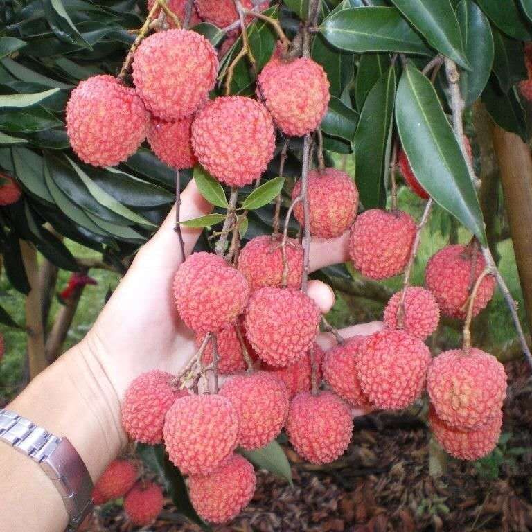 无核荔枝苗 荔枝树苗 南方 荔枝树嫁接苗四季 妃子笑 桂味 糯米糍 无核