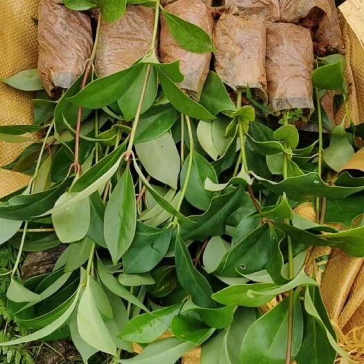 丘北县八角树苗  供应八角苗直生苗