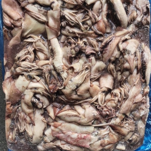 荣成市 饲料小鱿鱼，船冻小真鱿